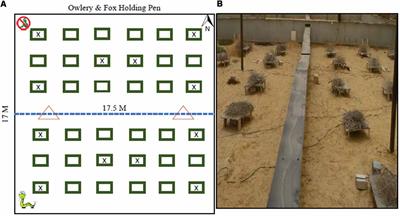 Comparing Plasticity of Response to Perceived Risk in the Textbook Example of Convergent Evolution of Desert Rodents and Their Predators; a Manipulative Study Employing the Landscape of Fear